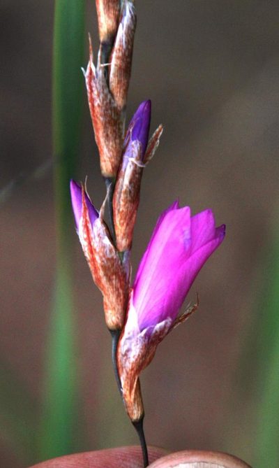 Dierama medium, photographed by Tony Rebelo
