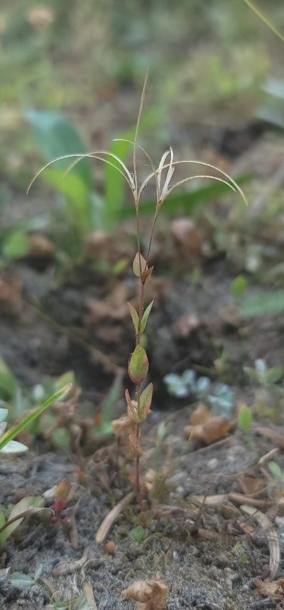 Epilobium howellii, photographed by Chris Winchell