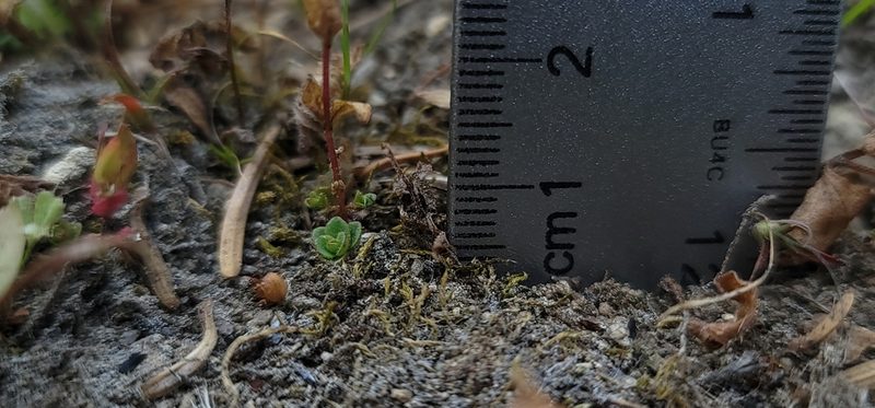 Epilobium howellii, photographed by Chris Winchell