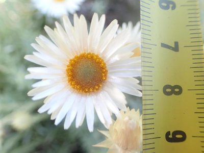 Helichrysum confertifolium, photographed by Peter Warren