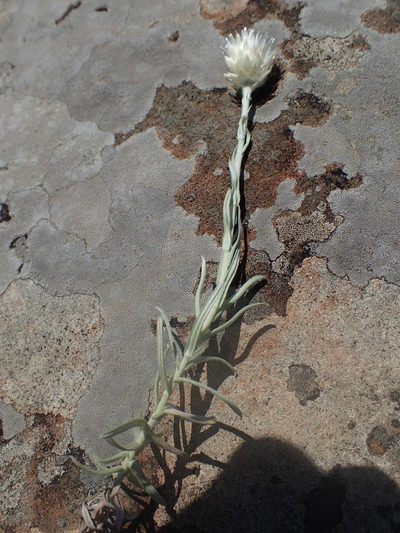 Helichrysum confertifolium, photographed by Peter Warren