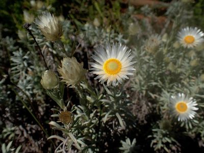 Helichrysum confertifolium, photographed by Peter Warren