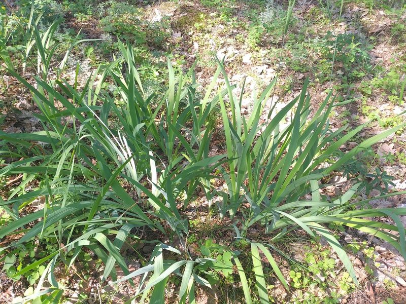 Iris arenaria, photographed by Dmitriy Bochkov