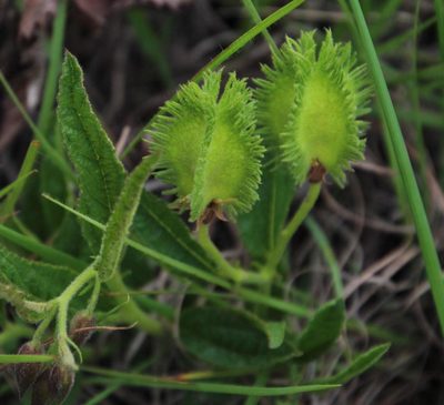 Hermannia cristata, photographed by Tony Rebelo
