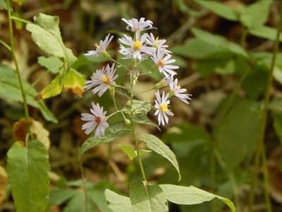 Symphyotrichum shortii, photographed by Tom Lazar