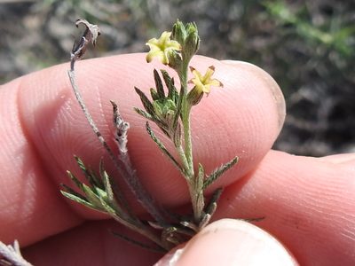 Euploca torreyi, photographed by Sam Kieschnick