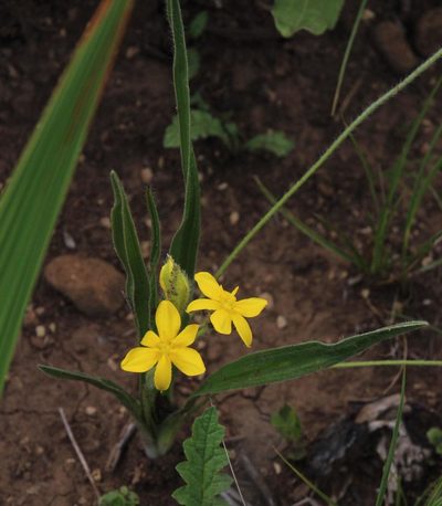 Hypoxis interjecta, photographed by Tony Rebelo