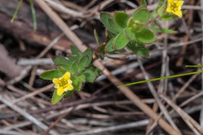 Gnidia humilis, photographed by magriet b