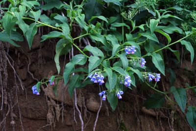 Symphytum asperum, photographed by Oleg Kosterin