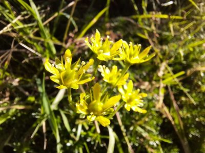 Saxifraga aizoides, photographed by judybaxter