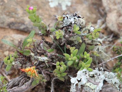 Trichodiadema rogersiae, photographed by Tony Rebelo