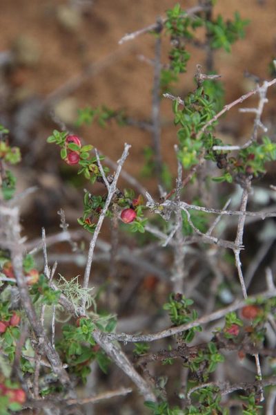 Nenax microphylla, photographed by Tony Rebelo