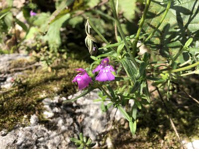 Galeopsis angustifolia, photographed by Jason Grant