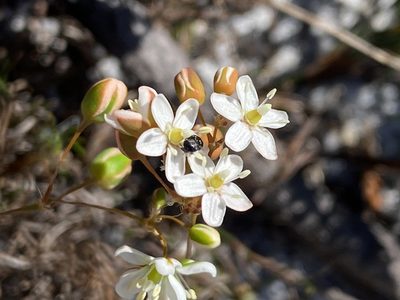 Pharnaceum elongatum, photographed by Dave U