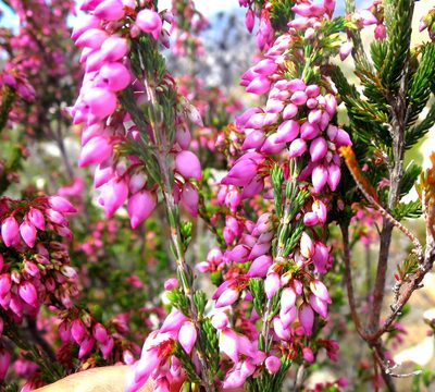 Erica toringbergensis, photographed by Di Turner