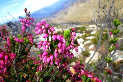 Erica toringbergensis, photographed by Di Turner