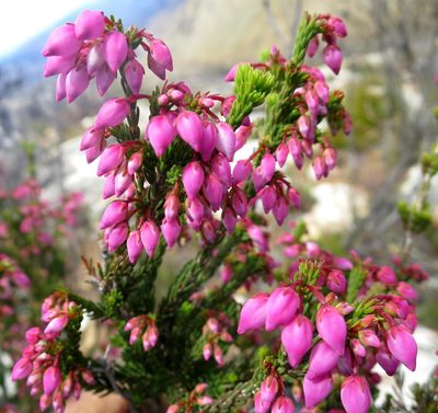 Erica toringbergensis, photographed by Di Turner