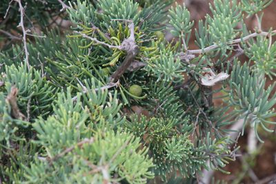 Asparagus crassicladus, photographed by Tony Rebelo