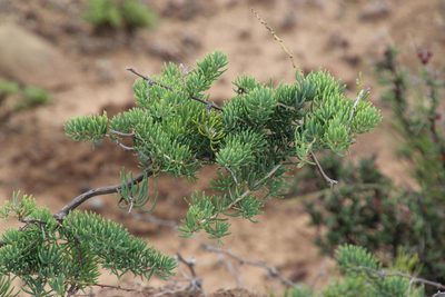 Asparagus crassicladus, photographed by Tony Rebelo
