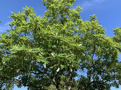 Quercus muehlenbergii, photographed by Kane Sandoval