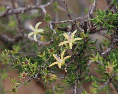 Wahlenbergia albens, photographed by Tony Rebelo