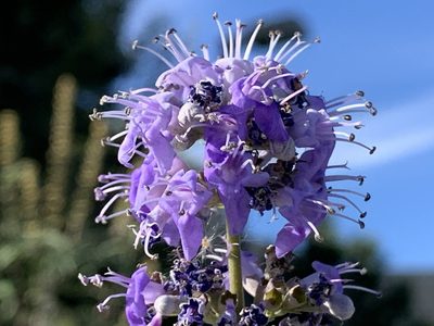 Vitex agnus-castus, photographed by Kane Sandoval