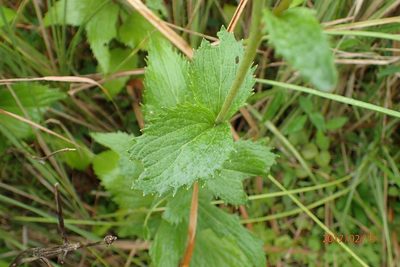 Adenostemma afrum, photographed by Peter Warren
