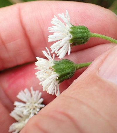 Adenostemma afrum, photographed by Peter Warren