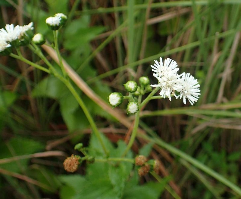 Adenostemma afrum, photographed by Peter Warren