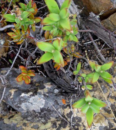 Drosanthemum edwardsiae, photographed by Di Turner