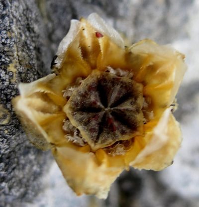 Drosanthemum edwardsiae, photographed by Di Turner