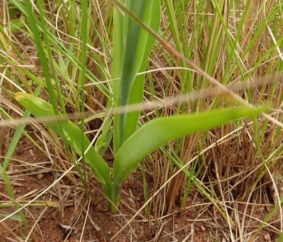 Chlorophytum bowkeri, photographed by Peter Warren