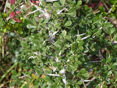 Searsia pterota, photographed by Shaun Swanepoel