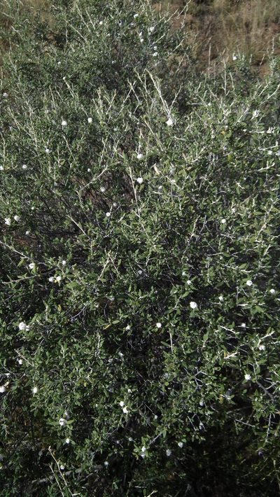 Tarchonanthus minor, photographed by Shaun Swanepoel