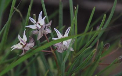 Asclepias stellifera, photographed by Tony Rebelo