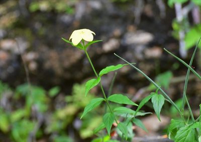 Haplophyton cimicidum, photographed by Neptalí Ramírez Marcial