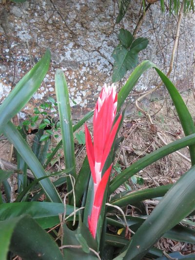 Billbergia pyramidalis, photographed by Victor Farjalla Pontes