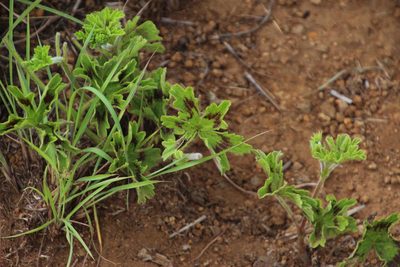Pelargonium ranunculophyllum, photographed by Tony Rebelo