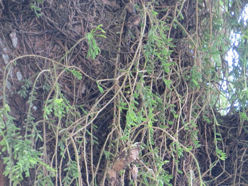 Rhipsalis mesembryanthemoides, photographed by Victor Farjalla Pontes