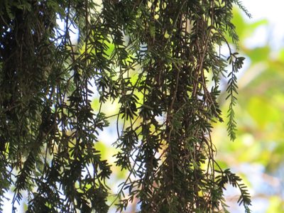 Rhipsalis mesembryanthemoides, photographed by Victor Farjalla Pontes