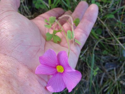 Oxalis obtusa, photographed by Shaun Swanepoel