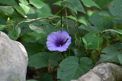 Ipomoea lindenii, photographed by Neptalí Ramírez Marcial