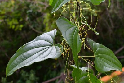 Dioscorea spiculiflora, photographed by Neptalí Ramírez Marcial