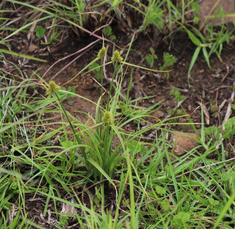 Cyperus austroafricanus, photographed by Tony Rebelo