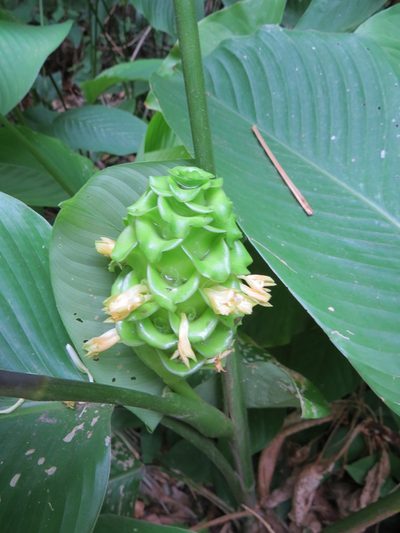 Goeppertia cylindrica, photographed by Victor Farjalla Pontes