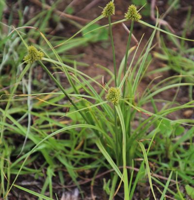 Cyperus austroafricanus, photographed by Tony Rebelo