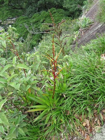Vriesea neoglutinosa, photographed by Victor Farjalla Pontes