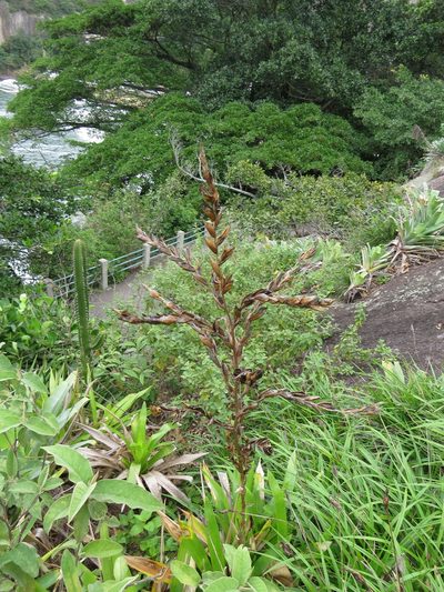 Vriesea neoglutinosa, photographed by Victor Farjalla Pontes