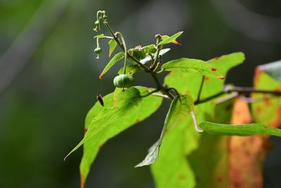 Dalembertia triangularis, photographed by Neptalí Ramírez Marcial