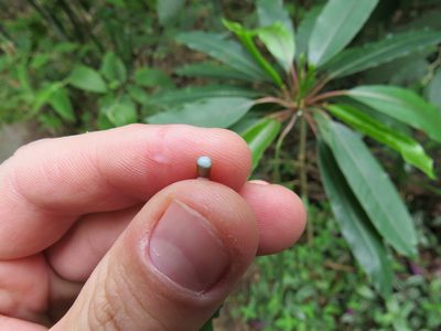 Sapium glandulosum, photographed by Victor Farjalla Pontes